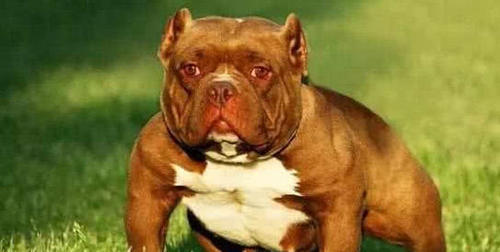 恶犬咬死两位主人,被执行安乐死,传出后二十万人请求再给次机会