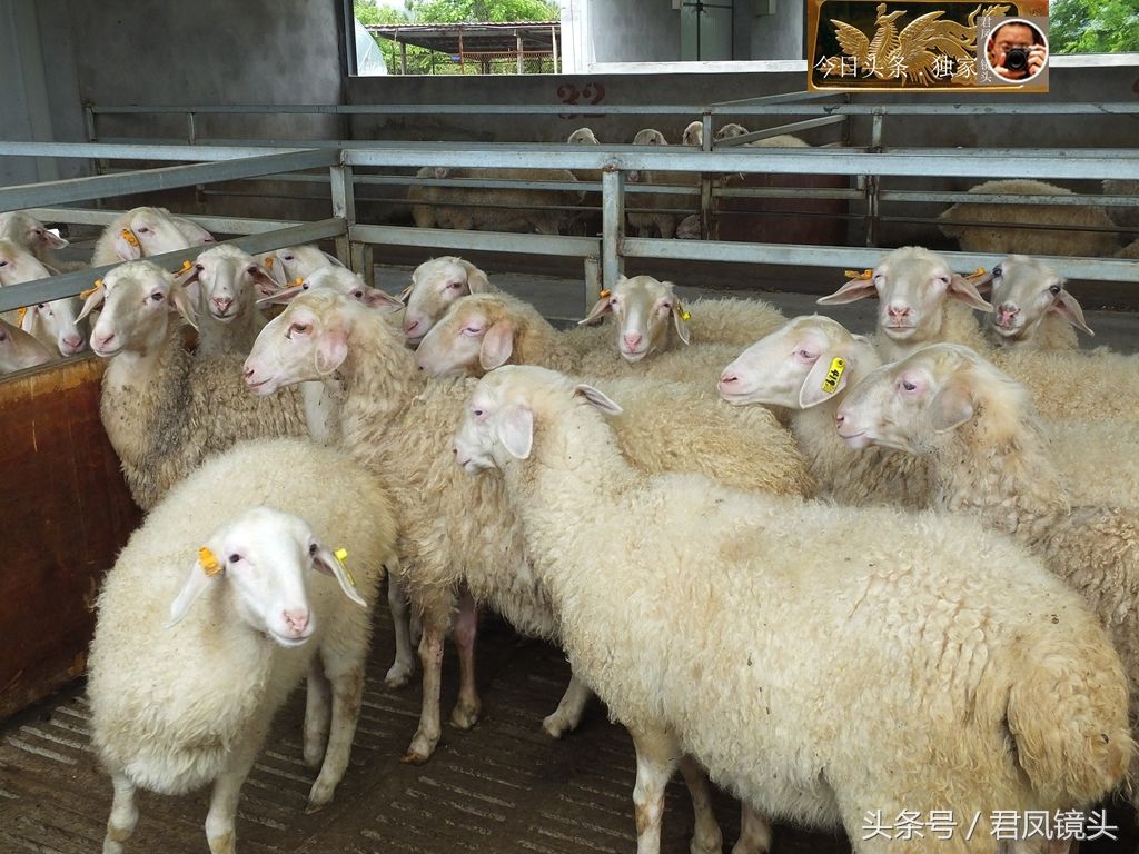 湖北宜昌:乡村,养殖专业合作社饲养湖羊!一级保