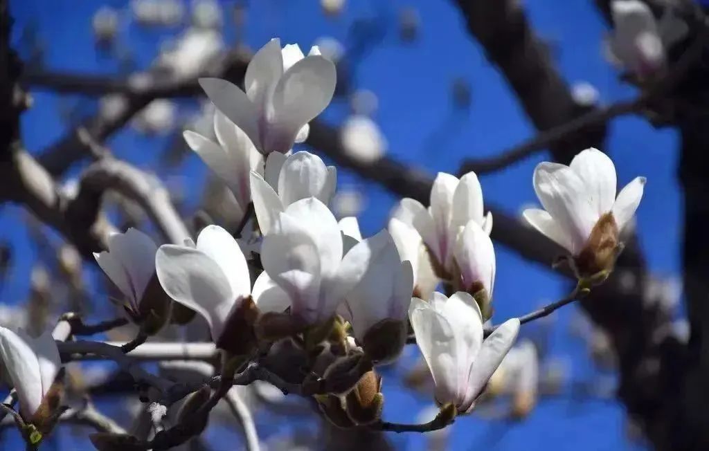 玉兰花开香飘京城,寻芳赏春正当时!_北京时间