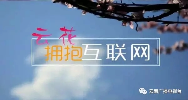 【互联网改变生活惠及百姓】云花拥抱互联网 【互联网改变生活惠及百姓】云花拥抱互联网