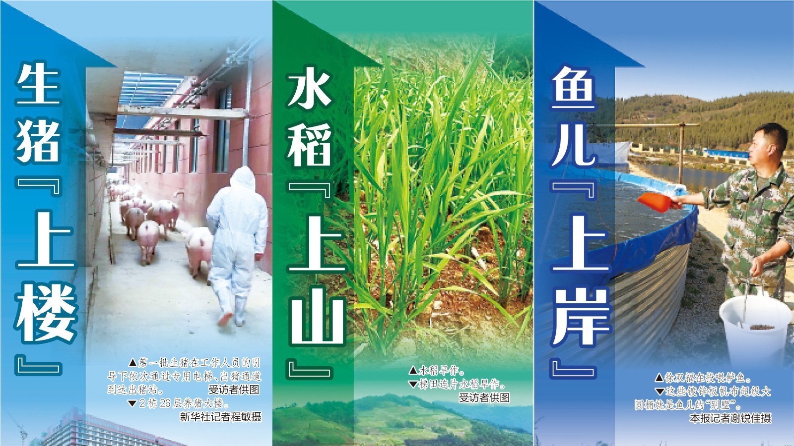 猪“上楼”、鱼“上岸”、稻“上山”……看中国式现代化之农业新图景