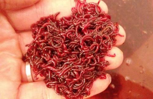 简易的红虫保存和养殖方法