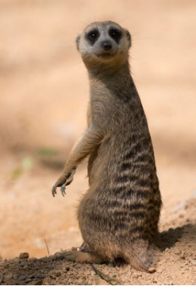图取自幽默逗趣主题的作品,摄影镜头意外地捕捉到一只好奇可爱的狐玝