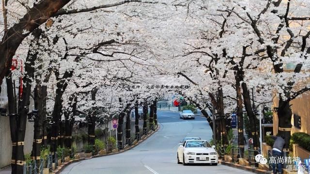 2018东京樱花满开纪实