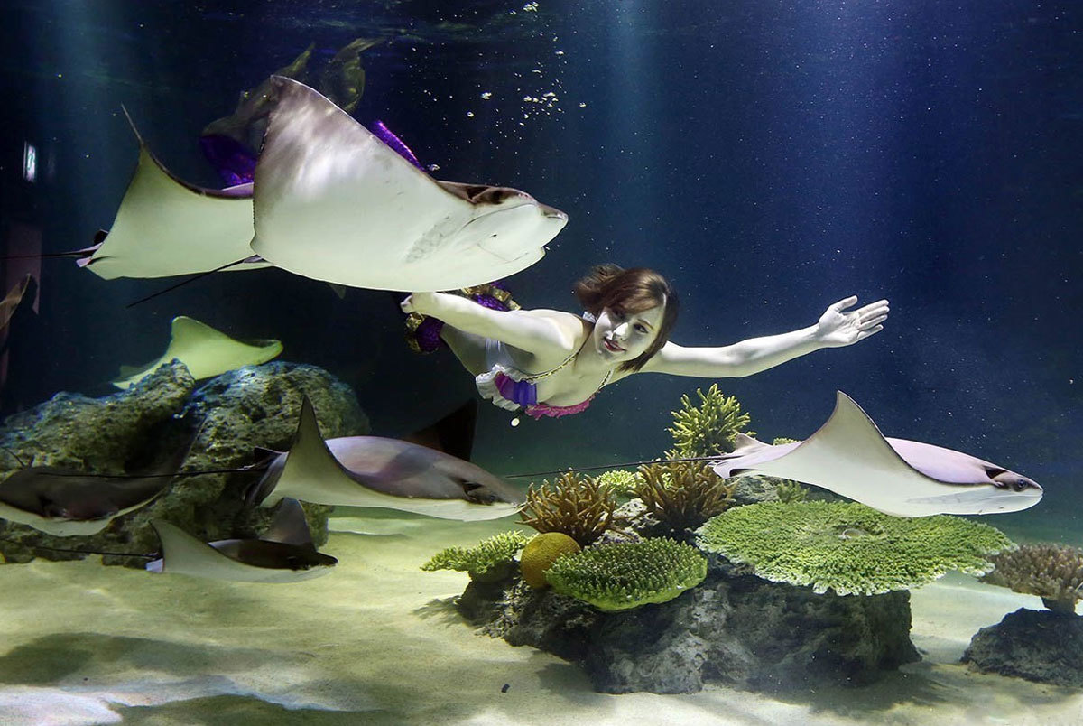 韩国汉城一酒店"美人鱼"水箱中翩翩起舞