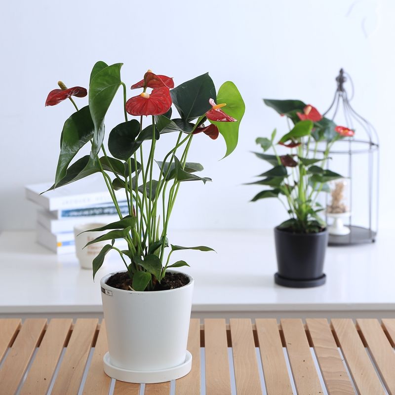 有阳台的别浪费啦!达人推荐的"养不死"盆栽,据说给点水就能活