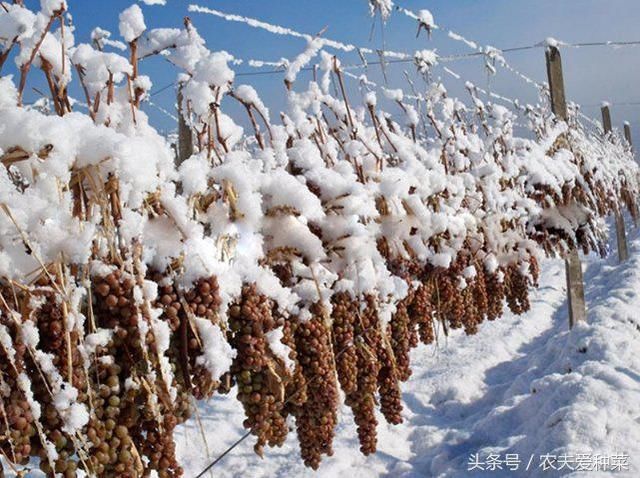 这种葡萄不怕冻,气温越冷越精神,可耐-10,带雪的更甜