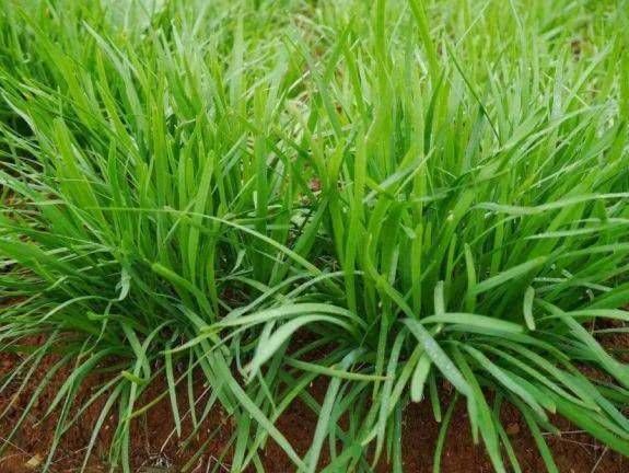 癌细胞最怕的三种蔬菜 经常吃癌症远离你!