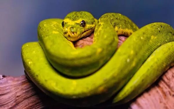 蚕从出生开始吃,直到吐丝做茧的时间,不停的在吃,嘴巴从没闲下来.