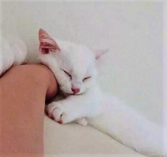 猫咪从小流浪,被主人救下后,不仅睡觉怕关灯还