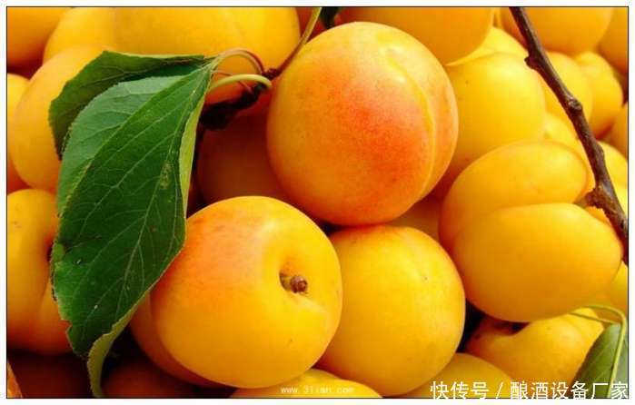 家庭小型自制酿酒设备: 杏子酒酿造方法