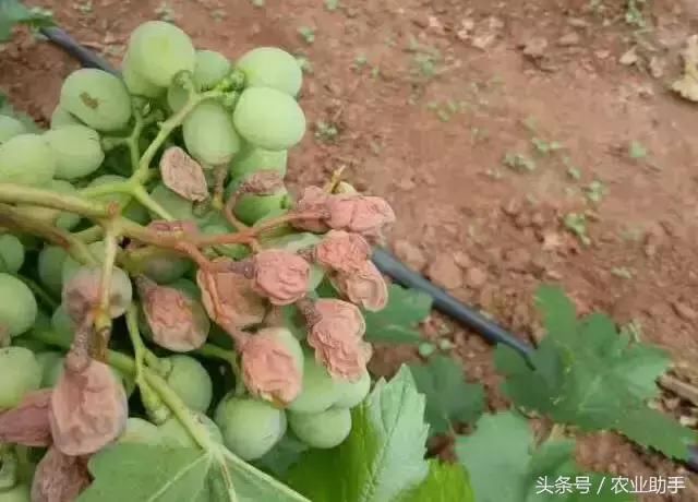 果农注意了!预防葡萄日灼、气灼方法!