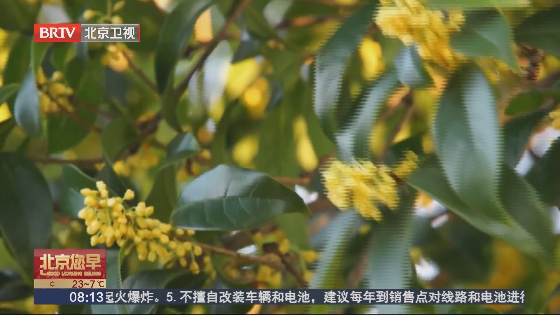 苏州：传承古法技艺 寻味最香的“桂花村”