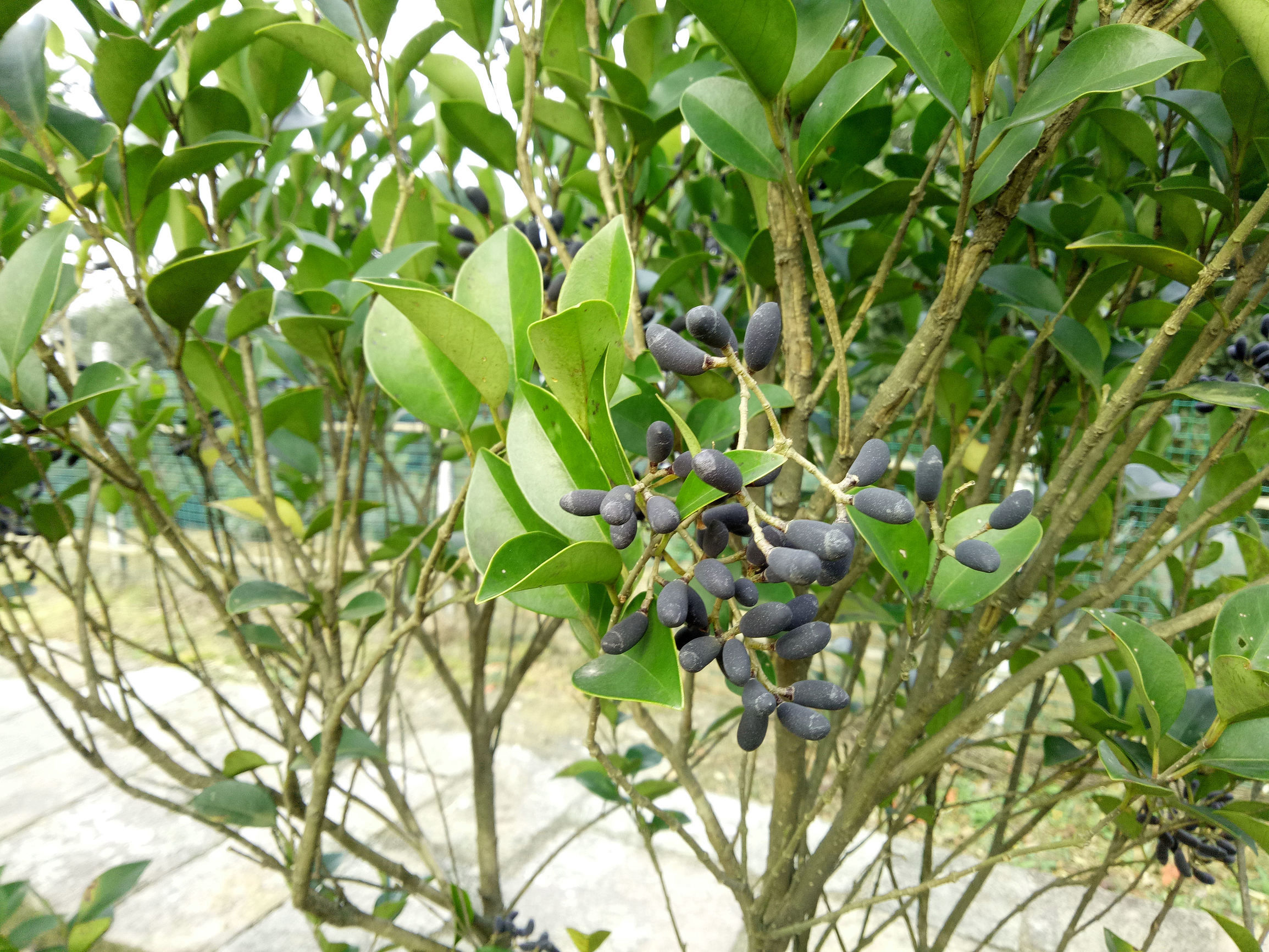 这种树上结的"羊粪蛋"还能卖钱,山上发现好大一片怎么没人摘