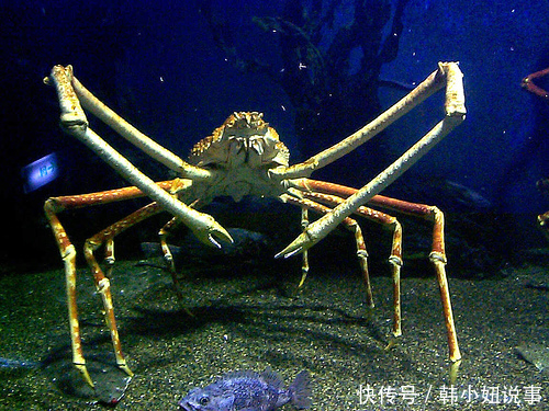 獵奇:盤點世上十大物種之最-北京時間