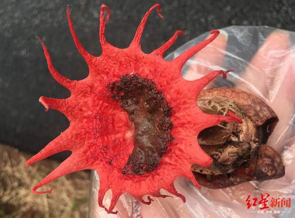 川南深山发现罕见红星头菌 长得很惊艳可惜又臭又有毒