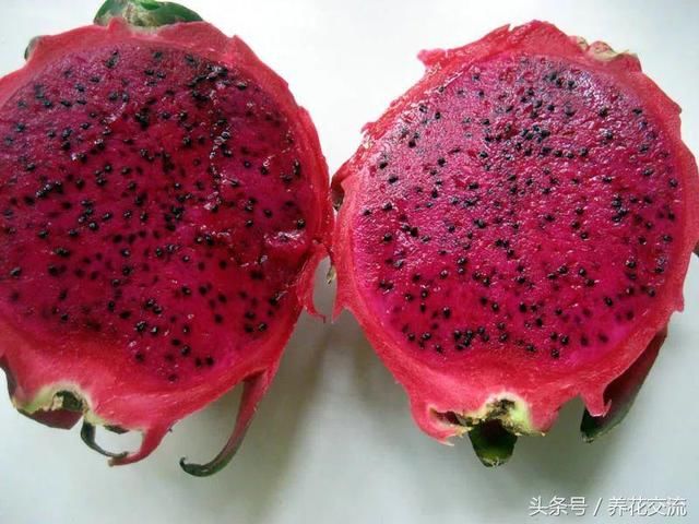 火龙果的籽养成可爱的小盆栽,长满一盆翠绿的