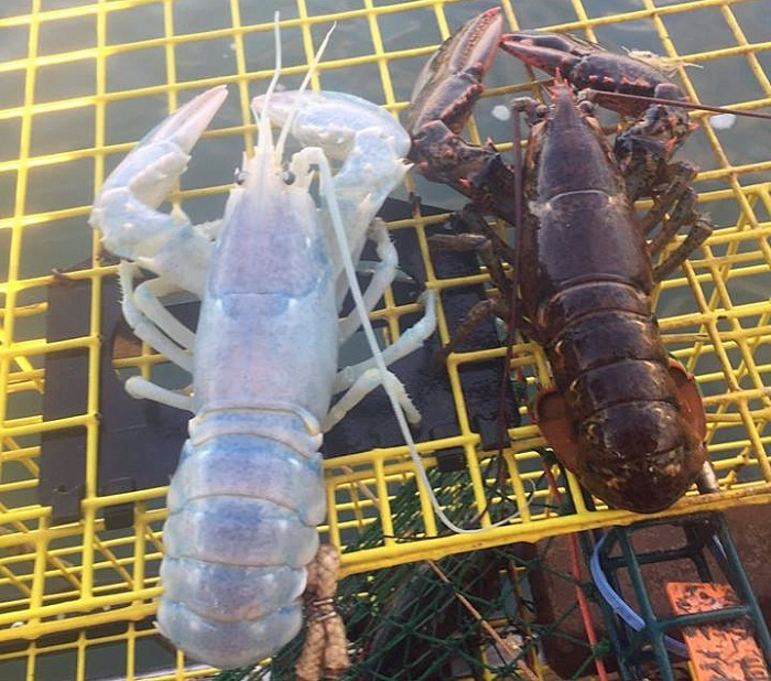 蓝色龙虾是怎么抓的 t01ffd39795c205165d.jpg?size=700x618