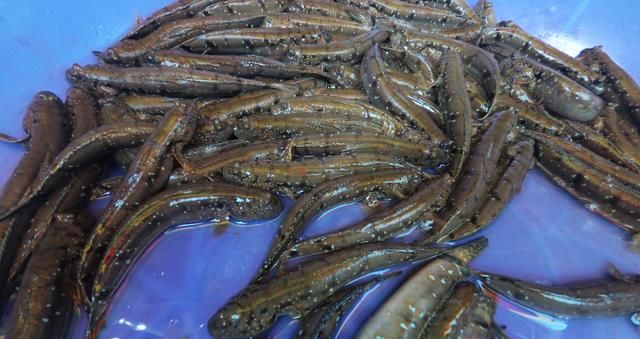 休渔期就没有海鲜吃了吗?带你去钦州的海鲜市