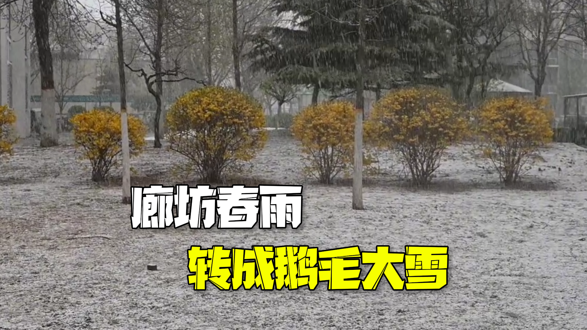 廊坊春雨转成鹅毛大雪 市民：有一秒入冬的错觉～