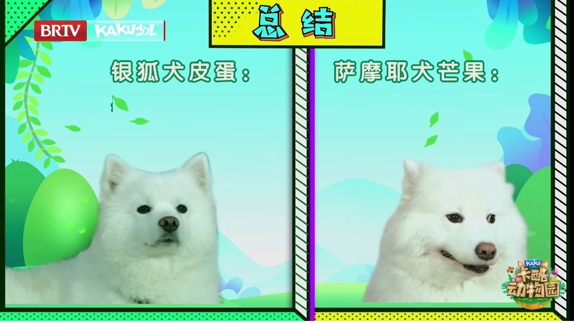 卡酷动物园｜萨摩耶和银狐犬体型上有什么区别？