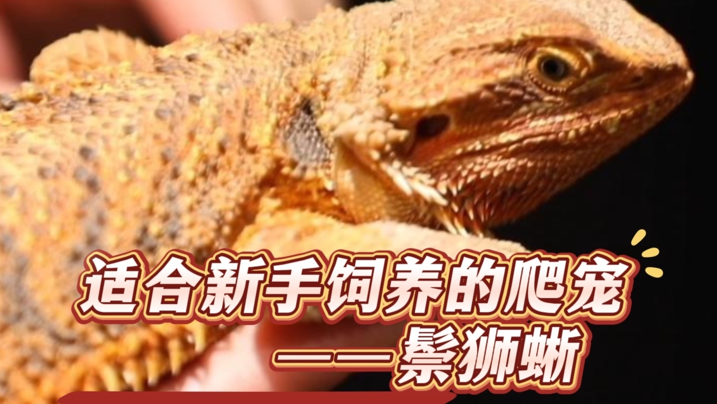 适合新手饲养的爬宠-鬃狮蜥