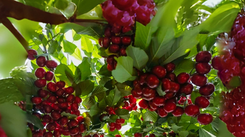 三月去西集！解锁“樱桃+骑行+文学”的N种玩法