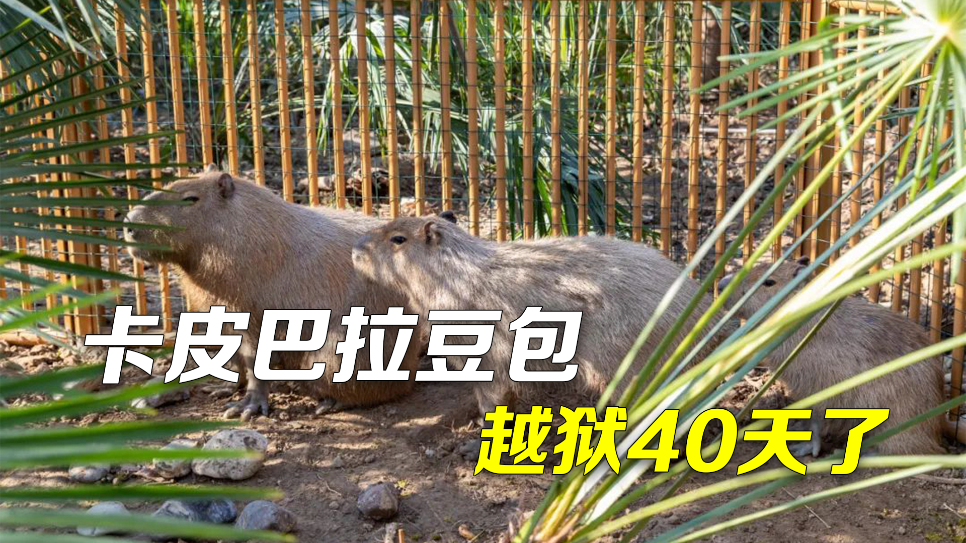 水豚一家集体“越狱” ，还有一只未找到！动物园悬赏：凡提供有效信息者赠票一张