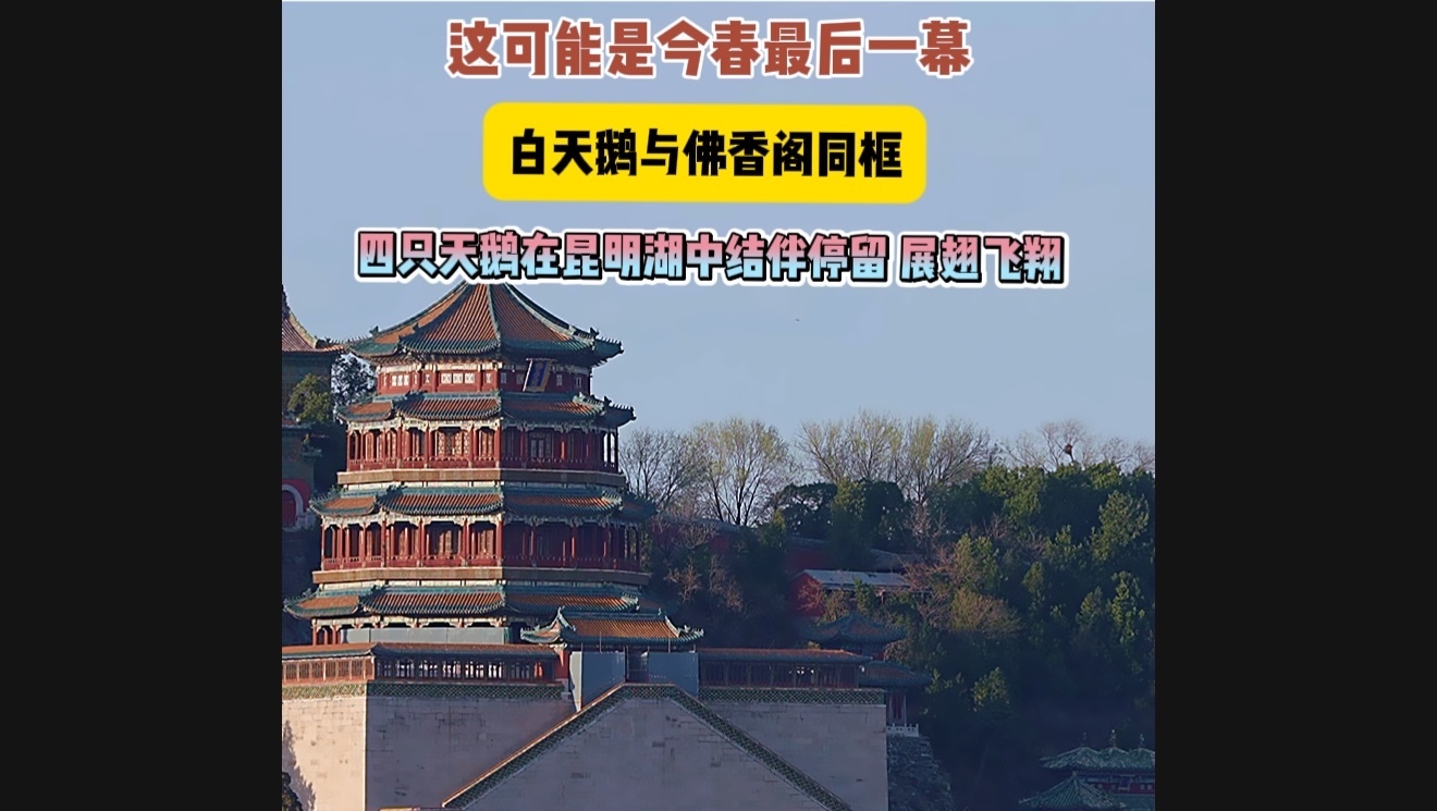 这可能是今春最后一幕!白天鹅与佛香阁同框,太美了! 这可能是今春最后一幕!白天鹅与佛香阁同框,太美了!