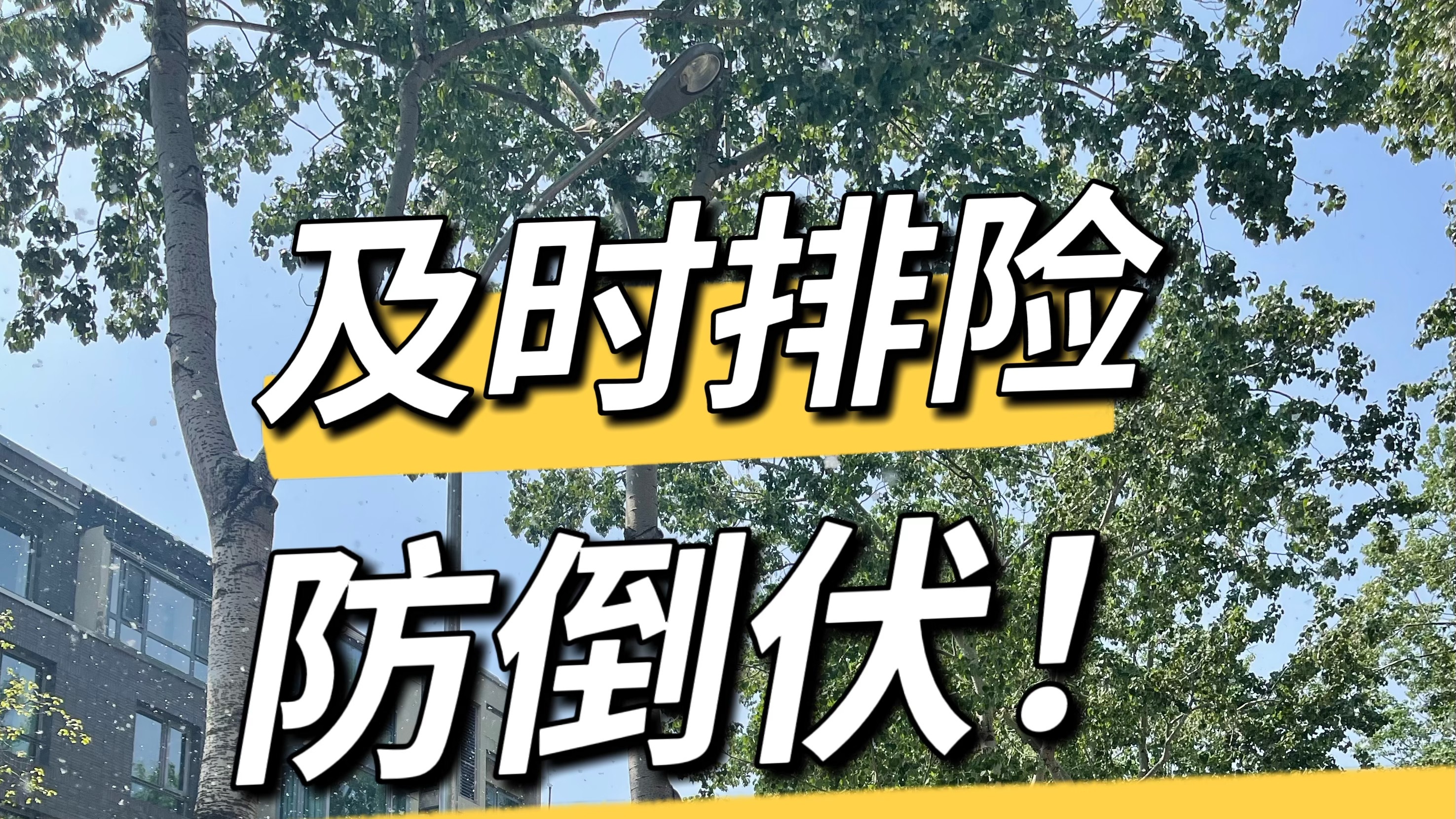 加大巡查力度！及时排险，防止大树倒伏！