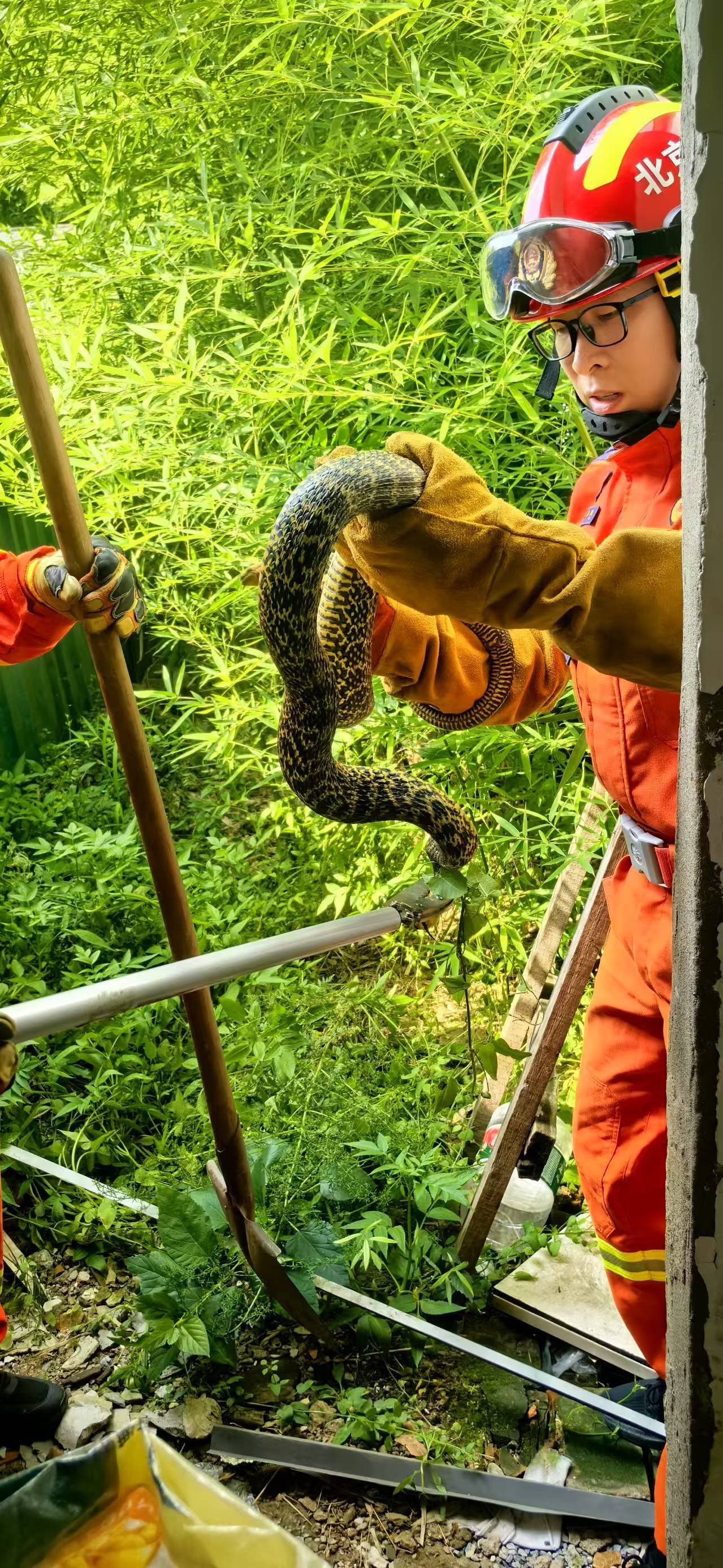 公园惊现长蛇!消防站迅速出动处置! 公园惊现长蛇!消防站迅速出动处置!