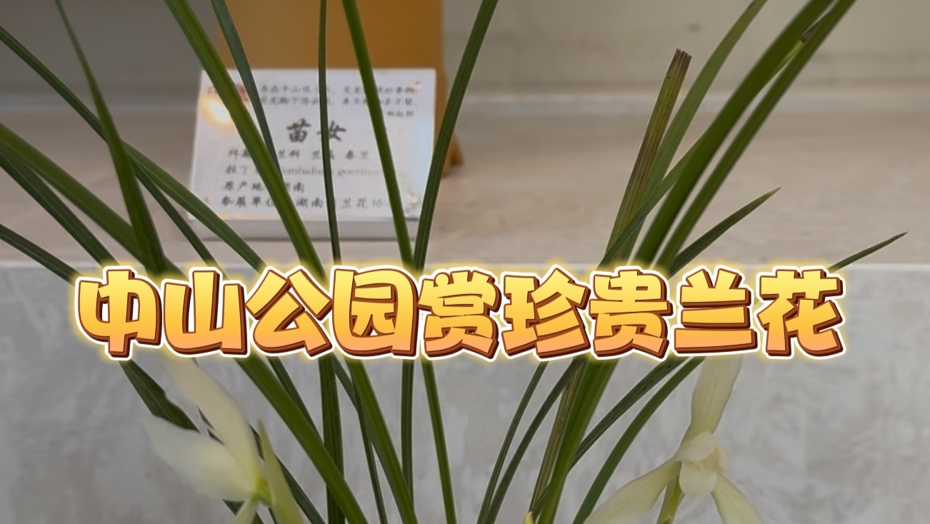 一盆兰花几十万元 珍贵品种齐聚中山公园