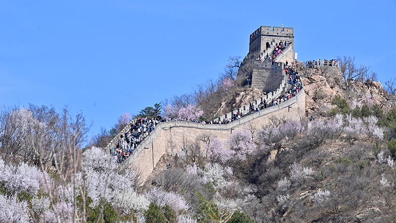 长城醒山季启幕 北京延庆向游客发出春日邀约