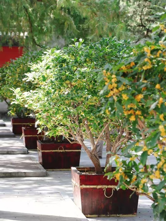 欢度中秋：全市公园推出73项生态文化活动