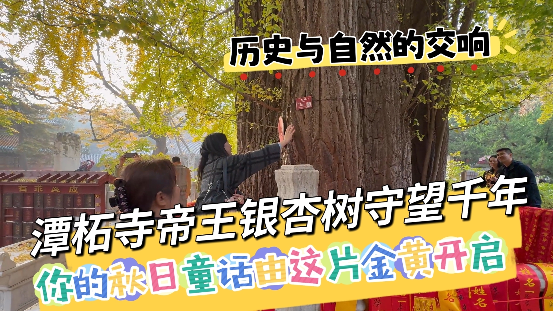 古刹寺庙中的帝王银杏树：千年守望，历史与自然的交响