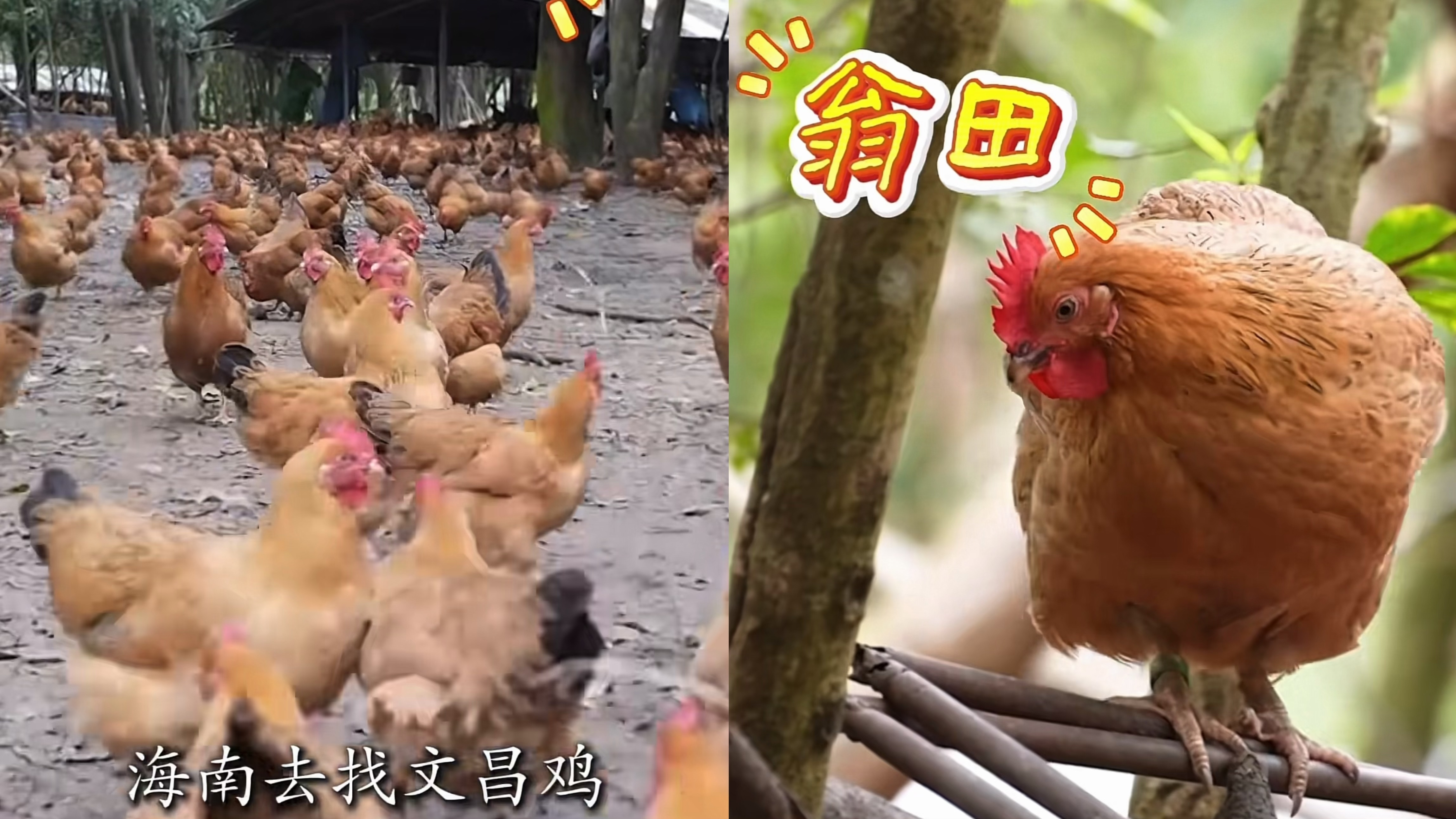 为了这锅椰子鸡，老板“拼”了！