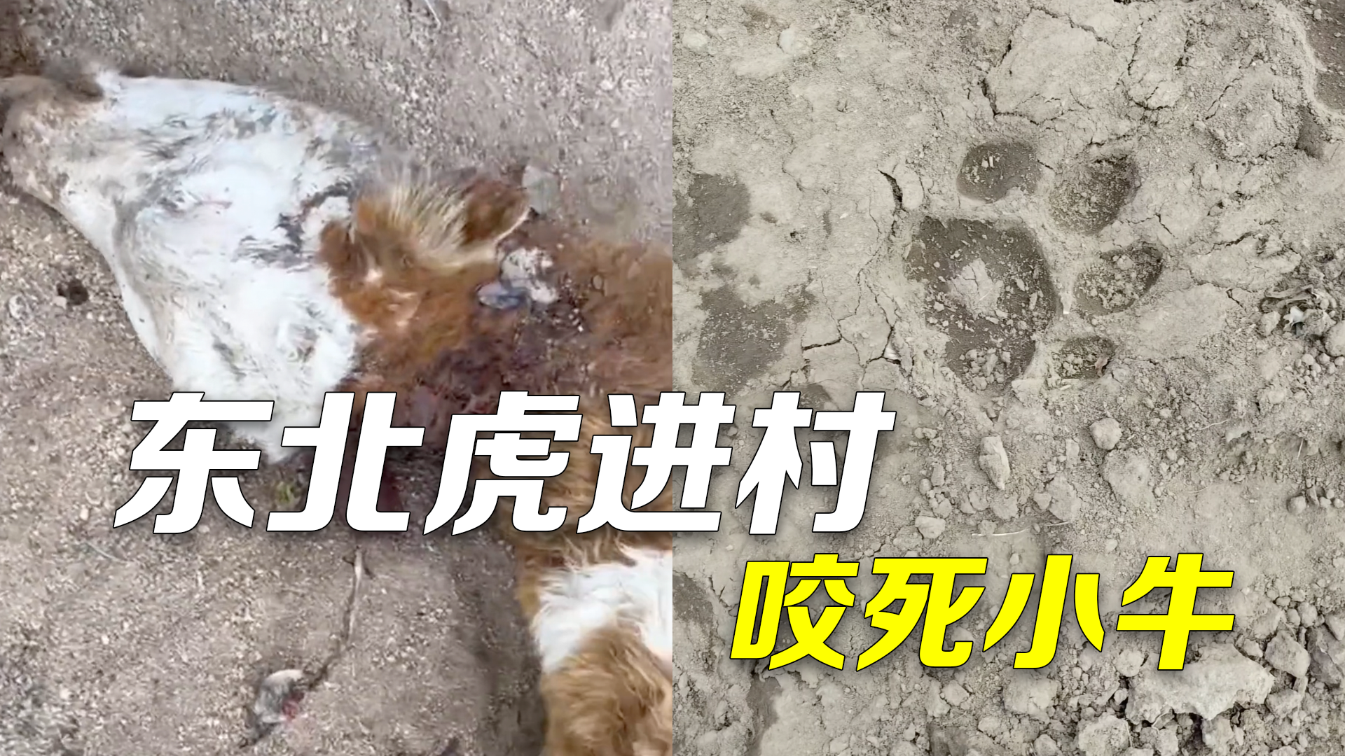 镇政府回应老虎进村咬死小牛：省里统一给上了保险，由保险公司赔偿