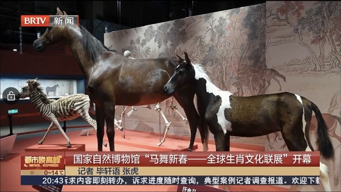 国家自然博物馆“马舞新春——全球生肖文化联展”开幕 国家自然博物馆“马舞新春——全球生肖文化联展”开幕