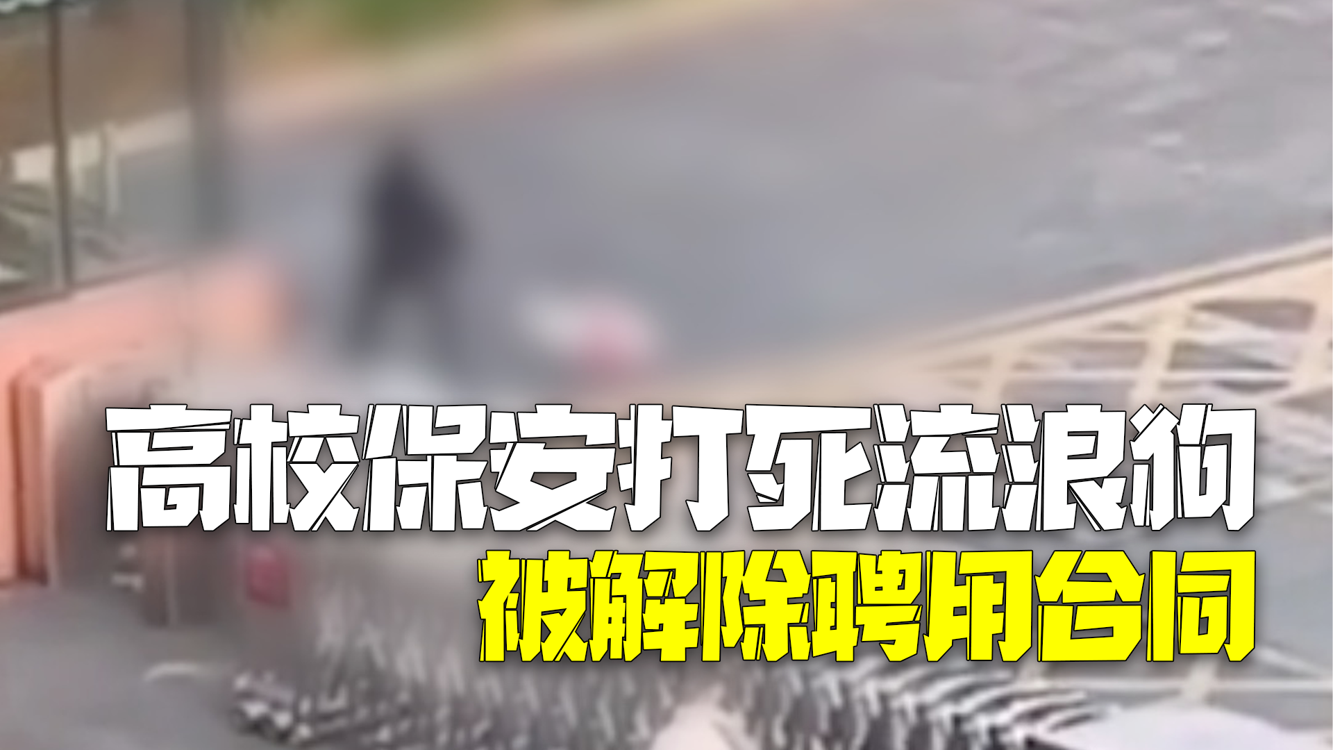 绵阳开放大学通报保安打死流浪狗：对涉事保安解除聘用合同