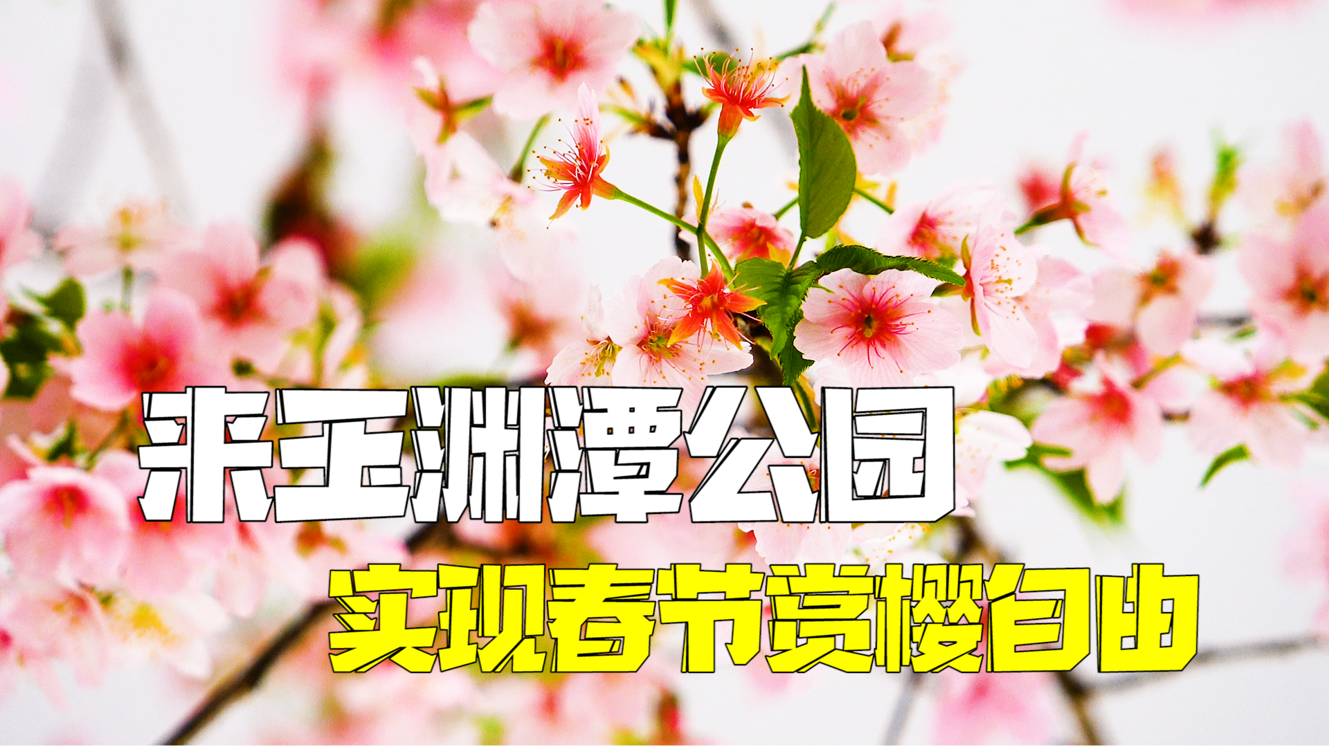 北京玉渊潭公园促培早樱绽放 让市民游客春节实现赏樱自由