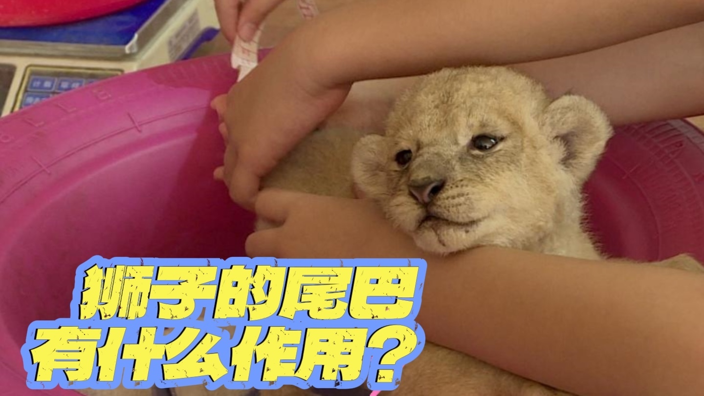 狮子的尾巴有什么作用？