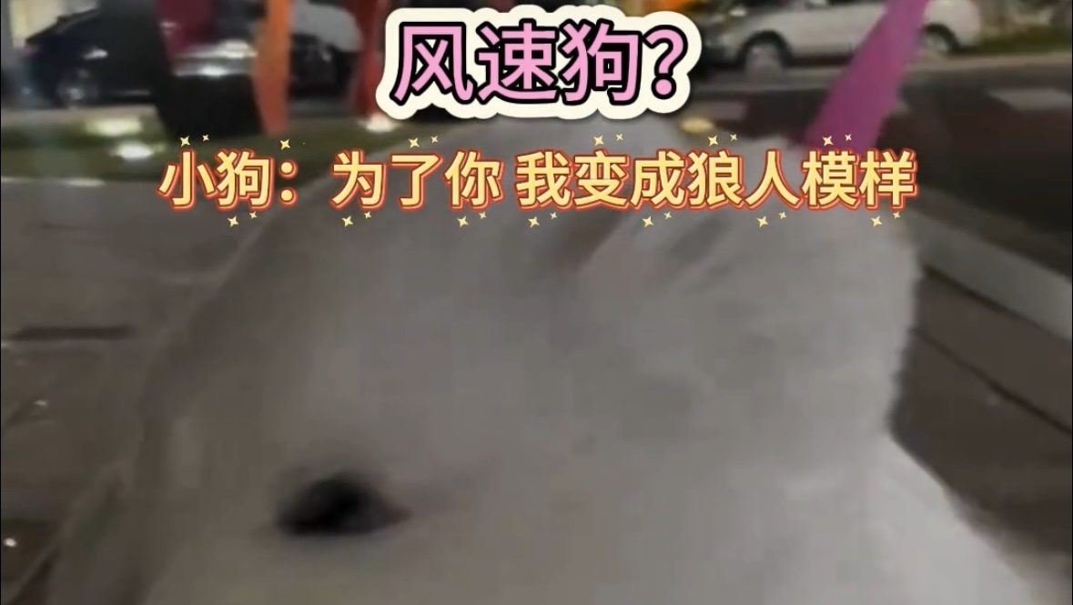 风速狗？为了你 我变成狼人模样～大风天的修狗已经被吹凌乱啦。