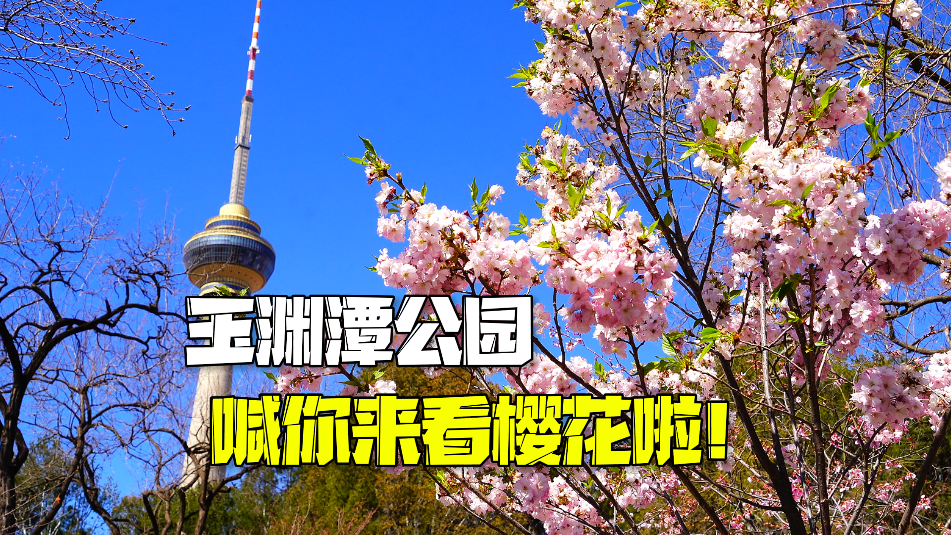 好看好玩还好吃~玉渊潭公园喊你来看樱花啦！