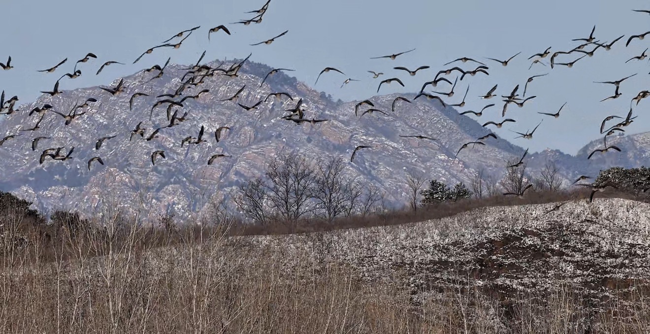 万鸟翔集！密云水库再迎春季候鸟迁徙高峰