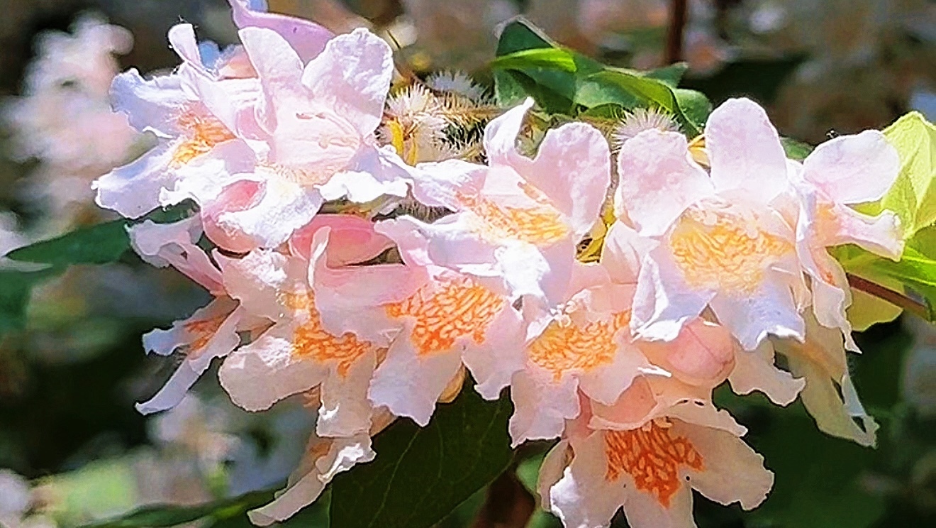 城里已立夏 香山碧云寺刚入春 这份猬实带来的幽静之美是你想要 城里已立夏 香山碧云寺刚入春 这份猬实带来的幽静之美是你想要