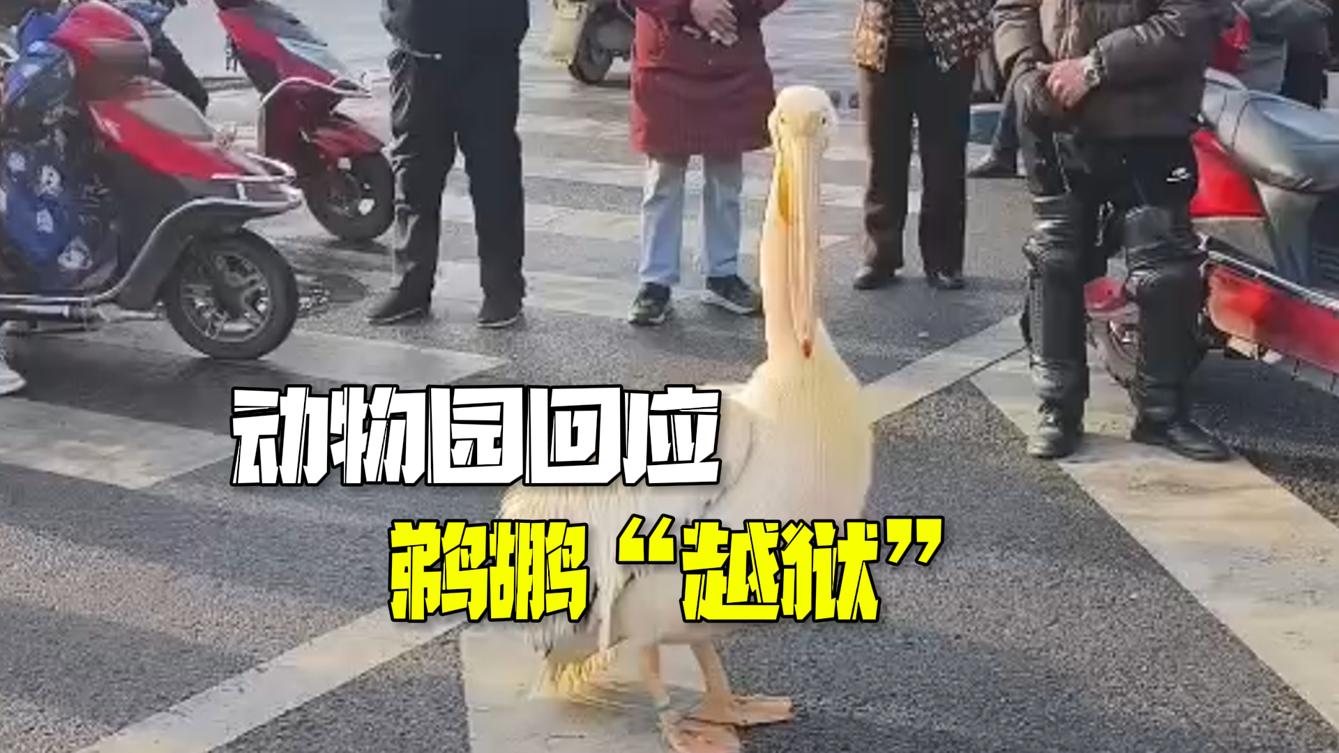 鹈鹕越狱马路上引围观  动物园：自己飞出的 已处理好