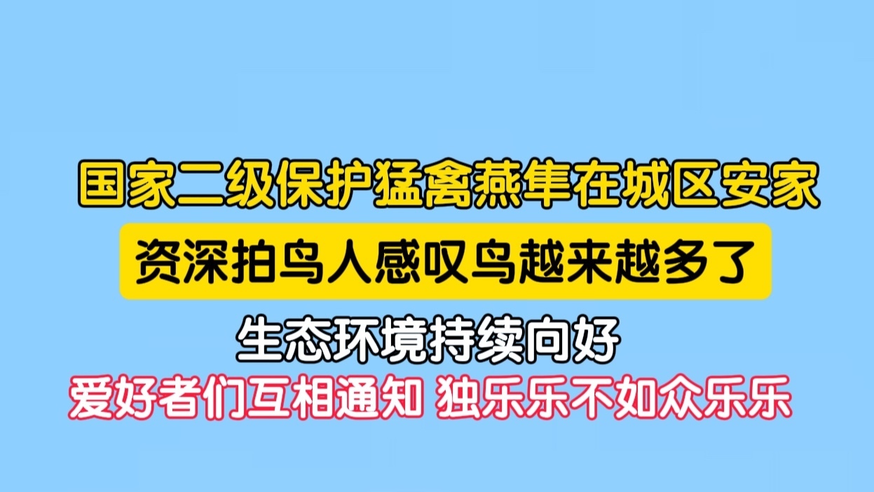 燕隼夫妇安家北京通惠河 摄影爱好者扎堆拍摄 感叹北京环境越来越好鸟类也越来越多！