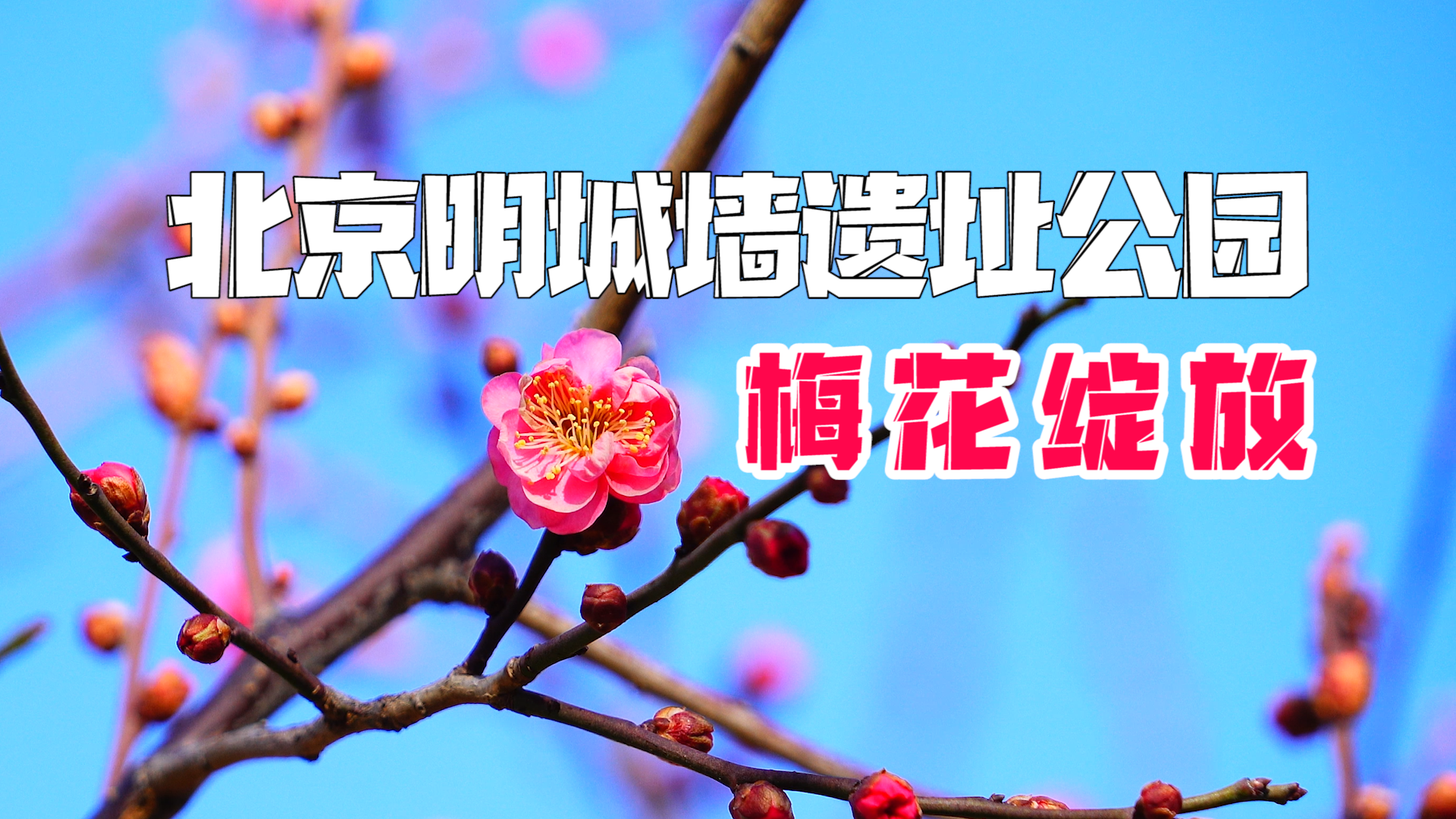 碧空如洗朔风劲吹，红梅点缀浓浓春意 北京明城墙遗址公园梅花绽放