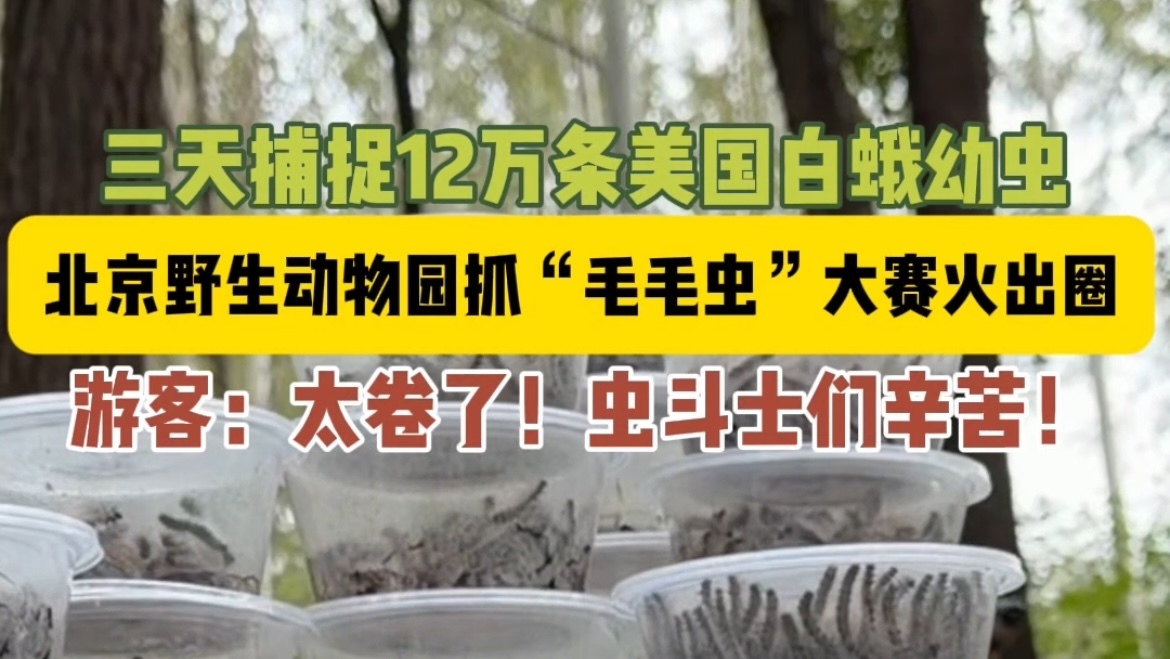 三天捉虫12万条！北京野生动物园上演“毛毛虫”大作战