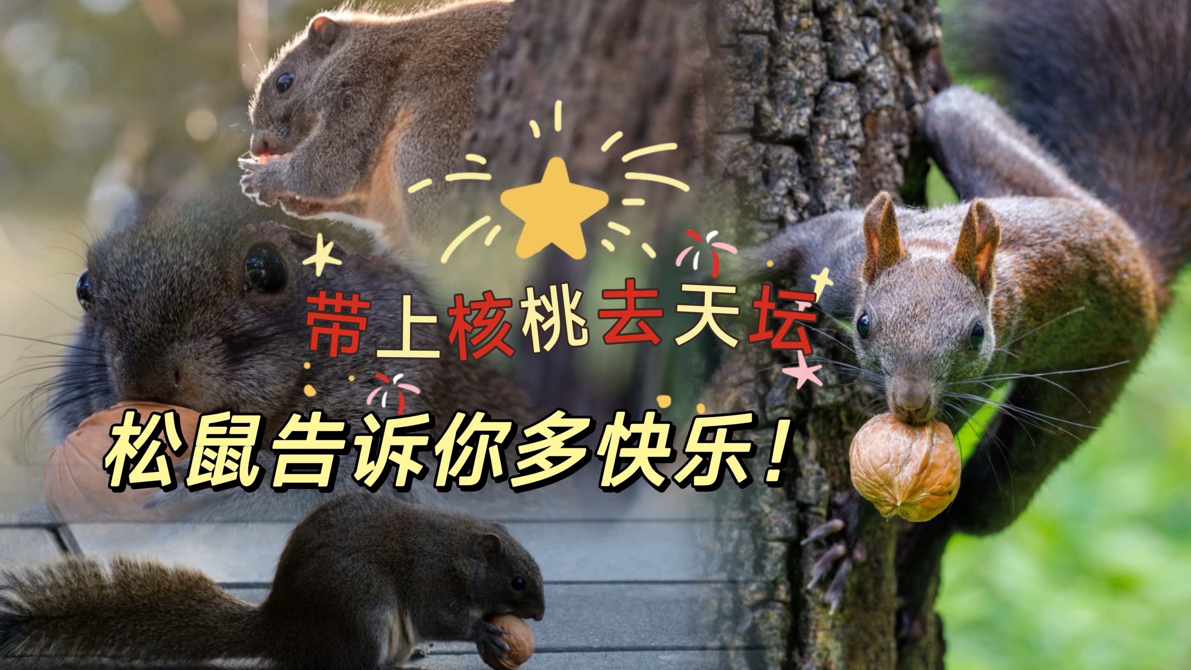 带上核桃去天坛！松鼠告诉你多快乐！